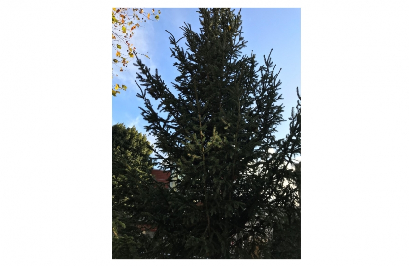 Undecorated Brentwood tree