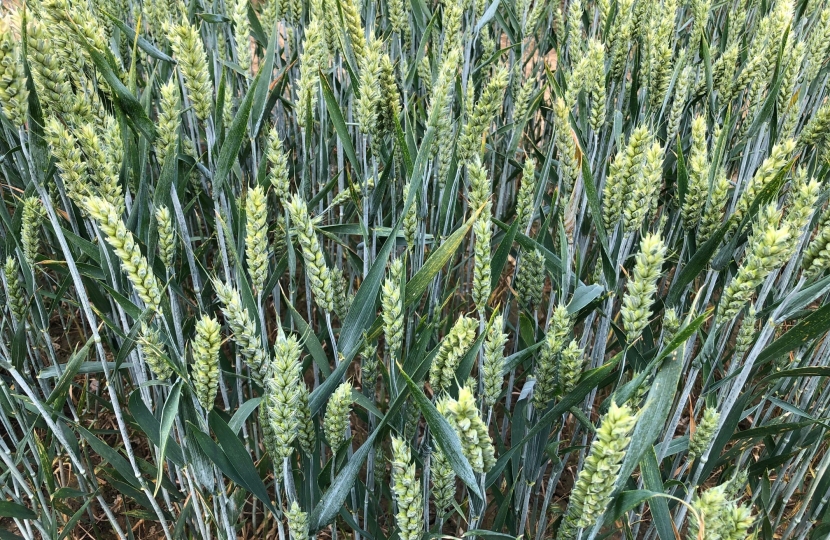 The last wheat crop at Hole Farm